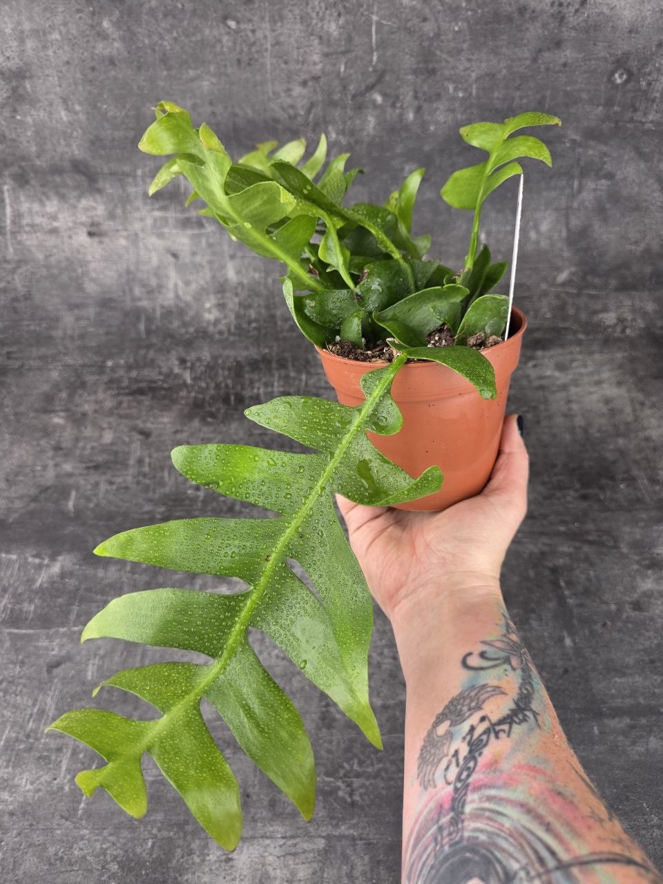 Epiphyllum Chrysocardium 12 cm